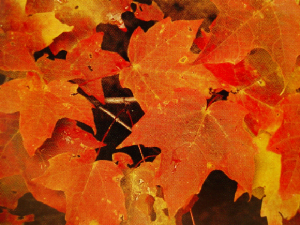 FALLLEAVES2.jpg