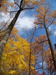 MikeRfallltrees.jpg