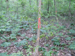 Taggednorwaymaple.jpg