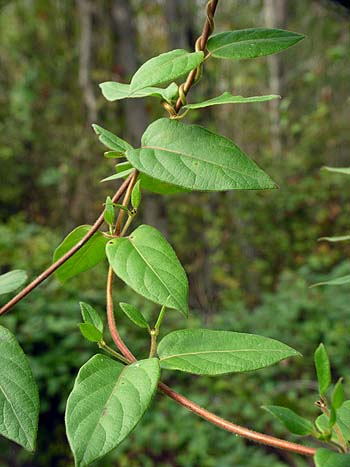 Invasives/Japhoneysuckle.jpg