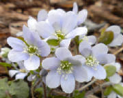 Springwildflwers/Anemoneamericana.jpg