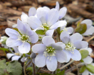 Springwildflwers/Anemoneamericana.jpg