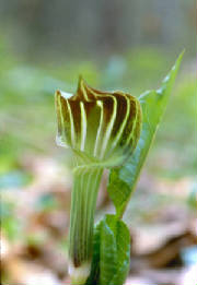 Springwildflwers/Jackinthepulpit.jpg