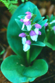 Springwildflwers/ShowyOrchis2.jpg
