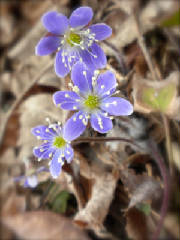 Springwildflwers/hepatica3.jpg