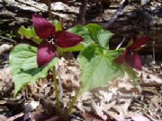 Springwildflwers/redtrillium.jpg