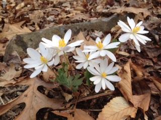 Springwildflwers/bloodroot13.JPG
