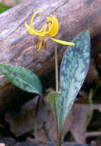 Springwildflwers/troutlily.jpg
