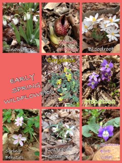 Springwildflwers/wildflowerscollage.jpg