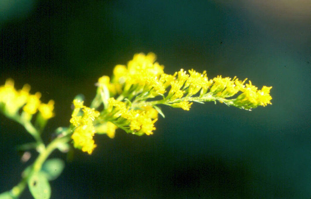 autumn/Goldenrod.jpg