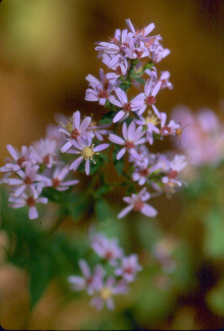 autumn/asters.jpg