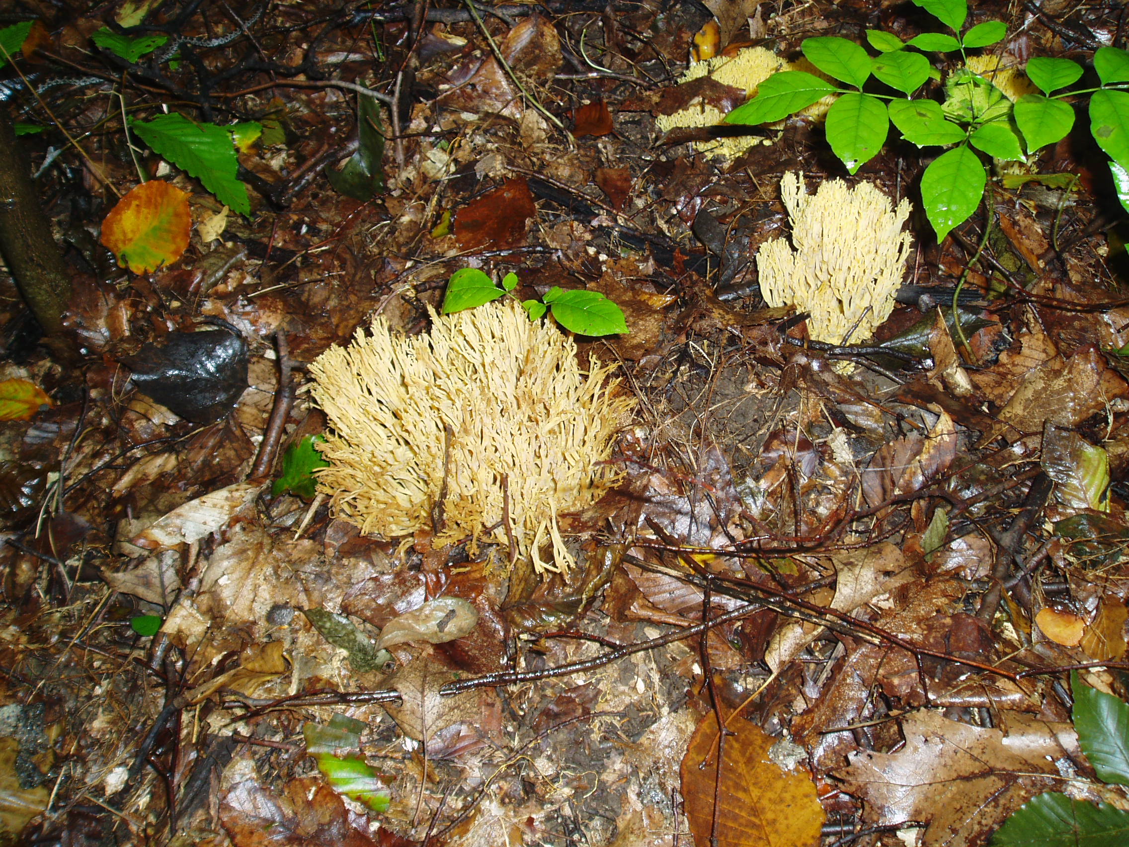 autumn/coralfungus.jpg