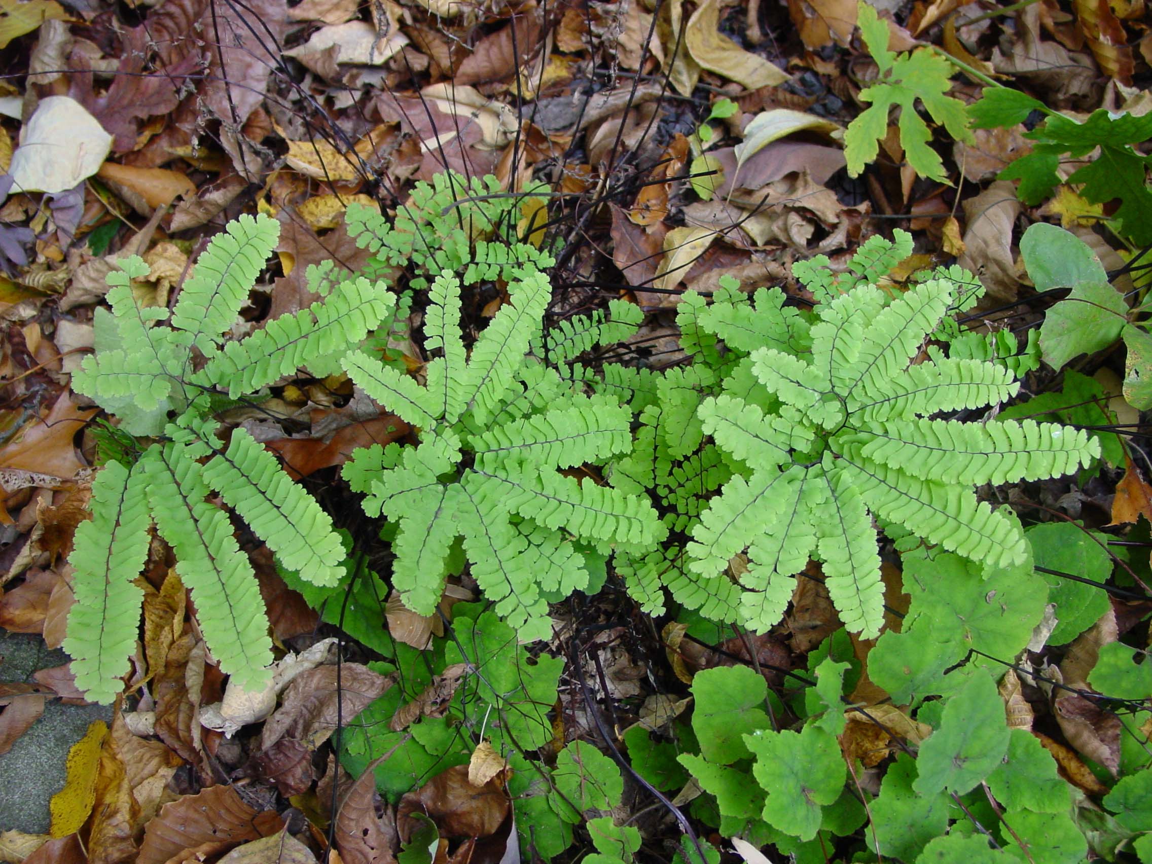 autumn/maidenhairfern.jpg