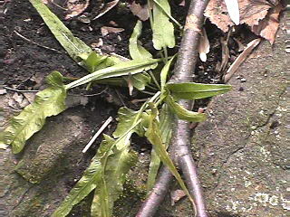 autumn/walkingfern.jpg