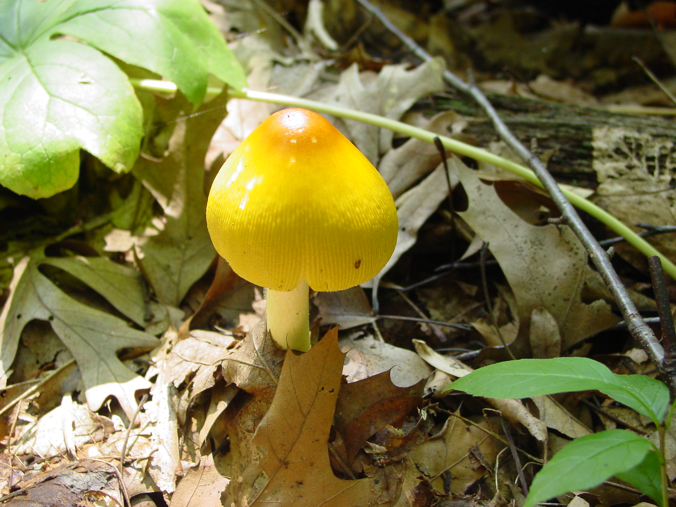autumn/yellowmushroom.jpg