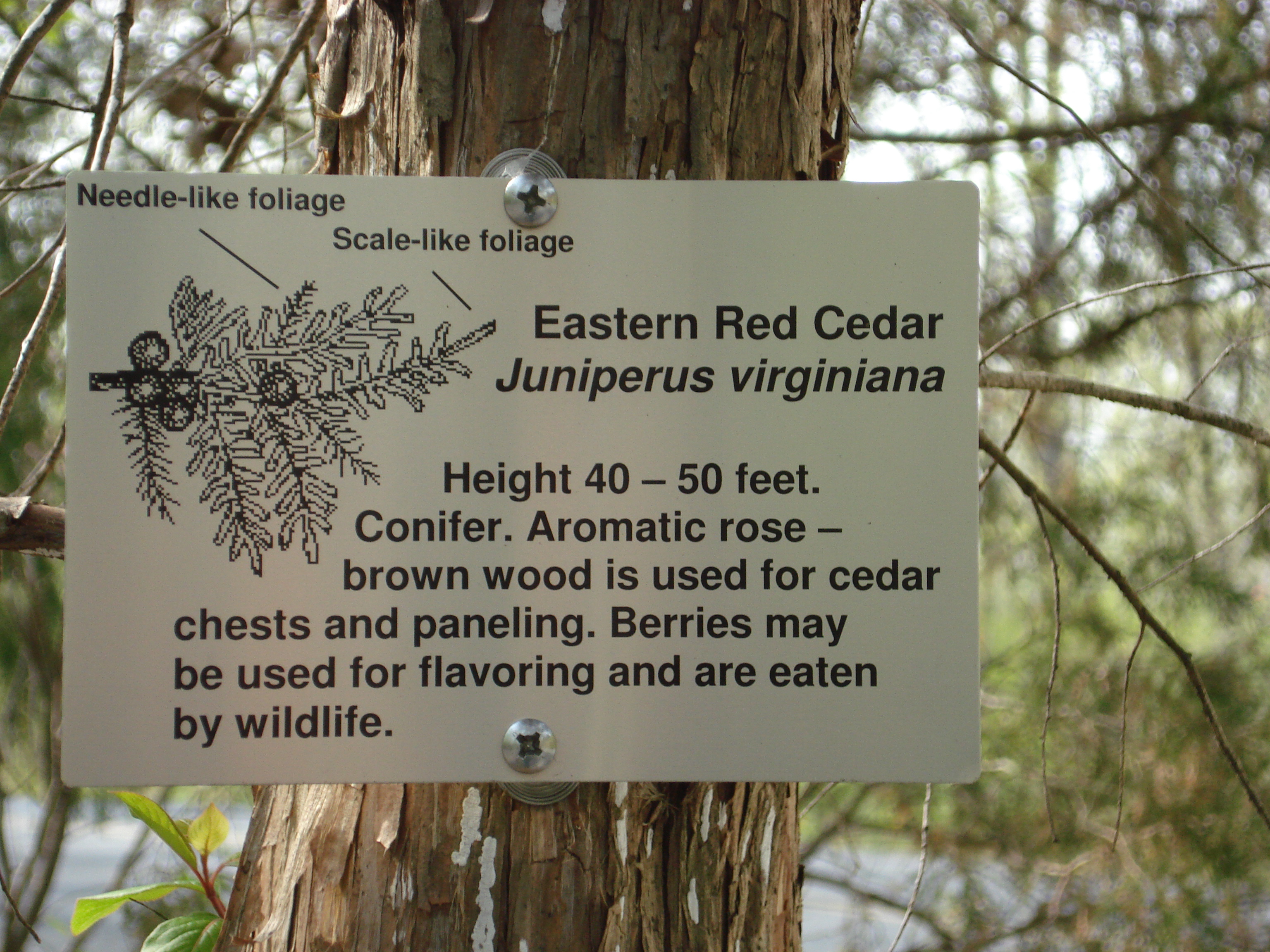 cedarbotanicalsign.jpg