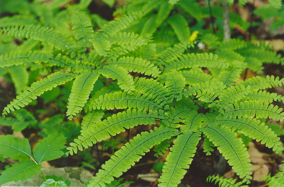 maidenhair.jpg