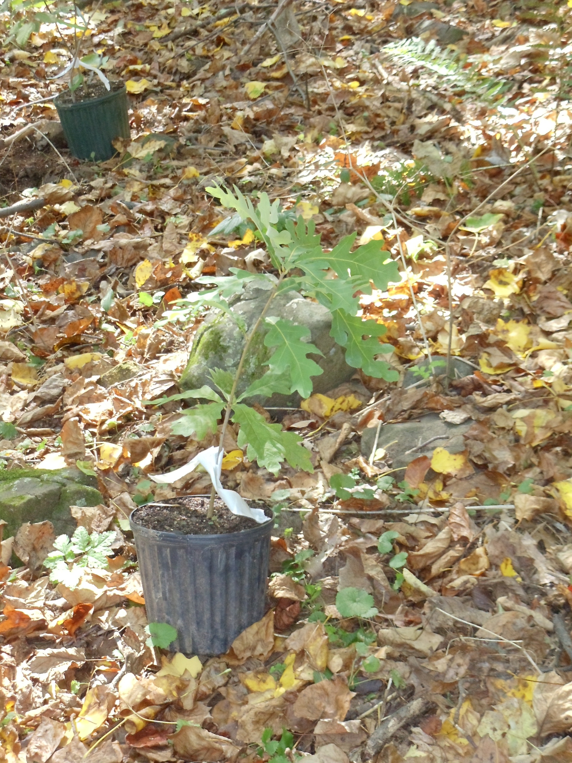 treeseedling2010.jpg